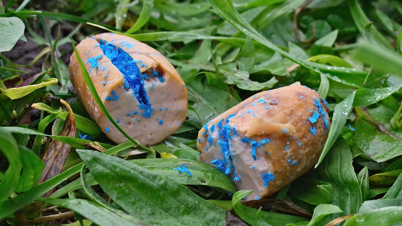 Nahaufnahme einer mit Gift gefüllten Wurst: amburg zählt zu den gefährlichsten Städten für Hundehalter.