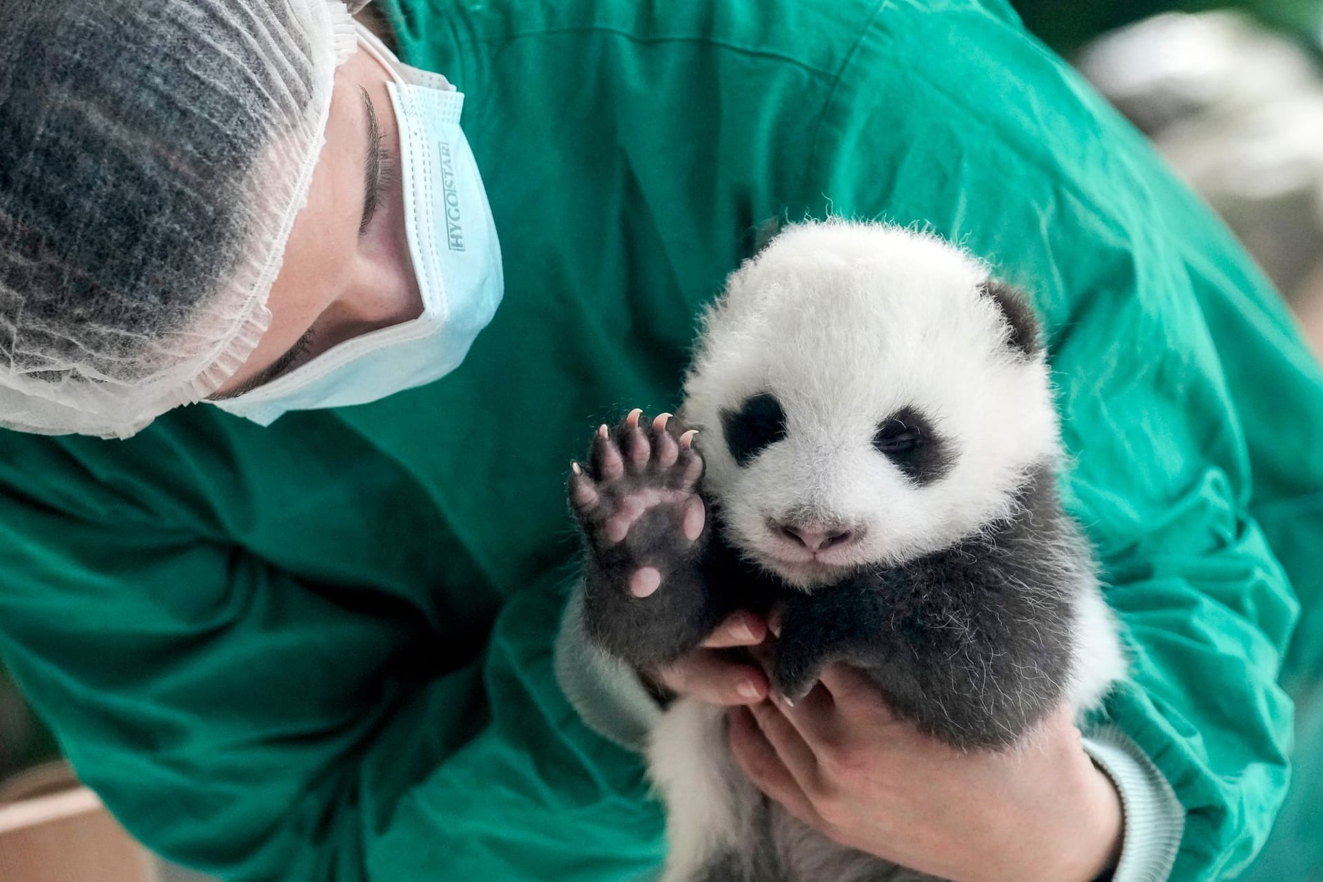 APTOPIX Germany Giant Pandas