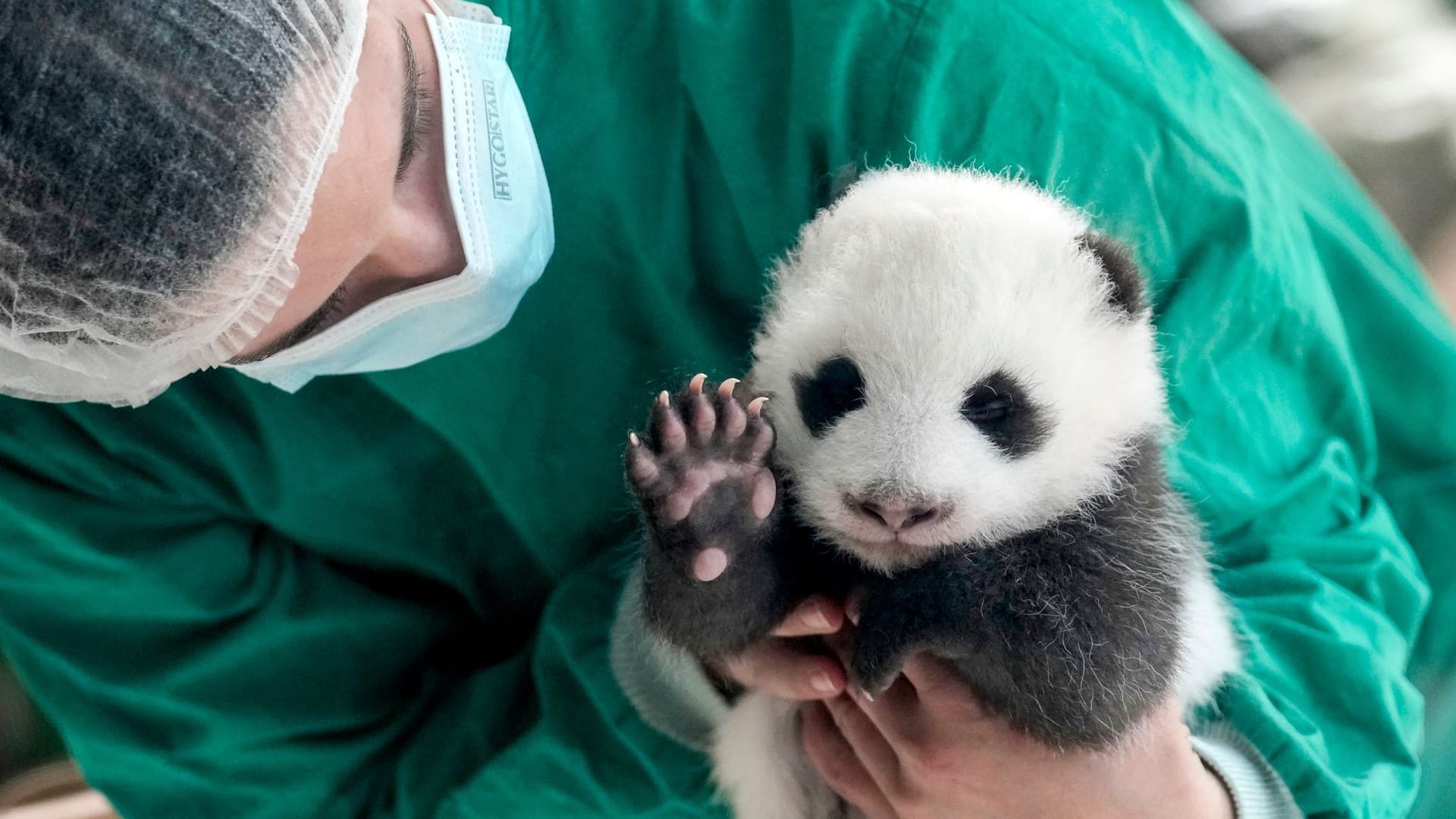 APTOPIX Germany Giant Pandas