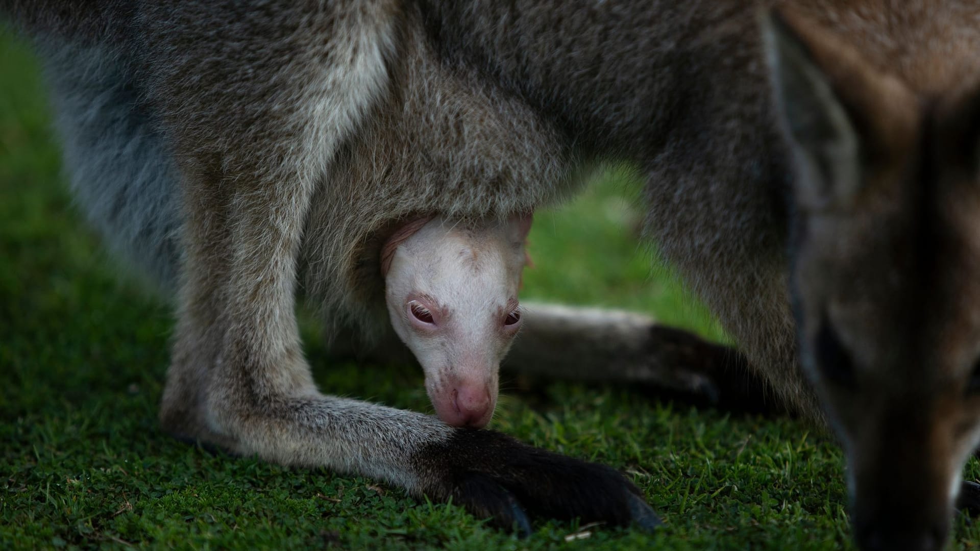 Albino-Wallaby Olaf in Australien