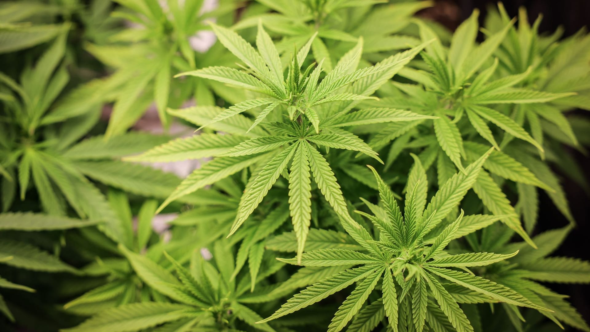 Cannabis-Pflanze Cannabis-Pflanze