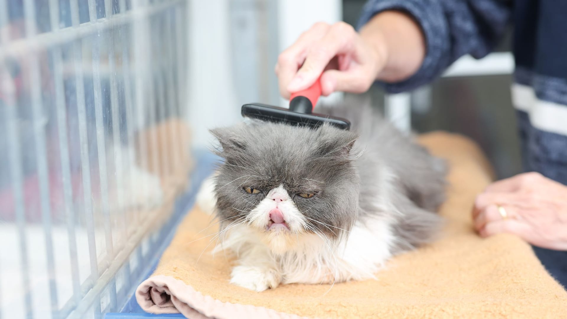 Katzenstreichler im Tierheim