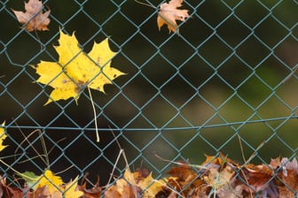 Herbstblätter