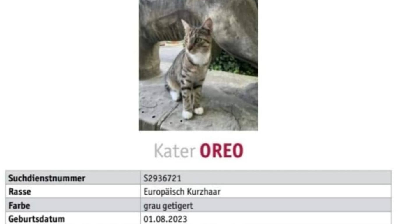 Kater Oreo wird gesucht.