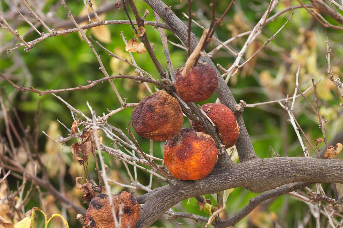 Ein kranker Orangenbaum.