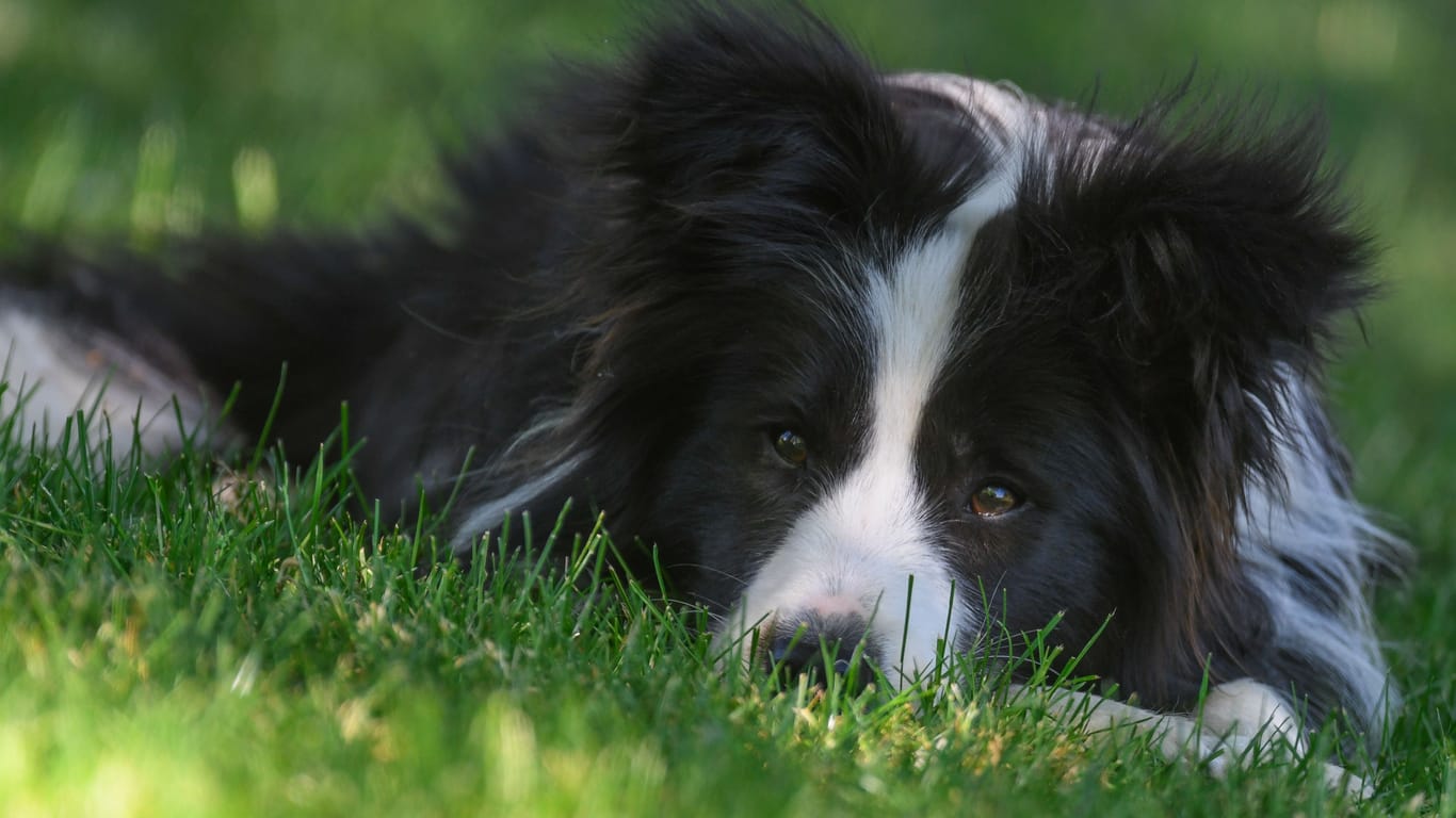 Border-Collie-Hündin (Symbolbild): Shila wünscht sich ein neues Zuhause.