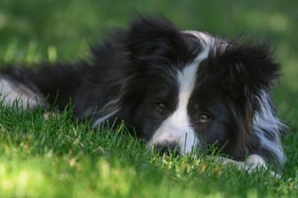 Border-Collie-Hündin (Symbolbild): Shila wünscht sich ein neues Zuhause.