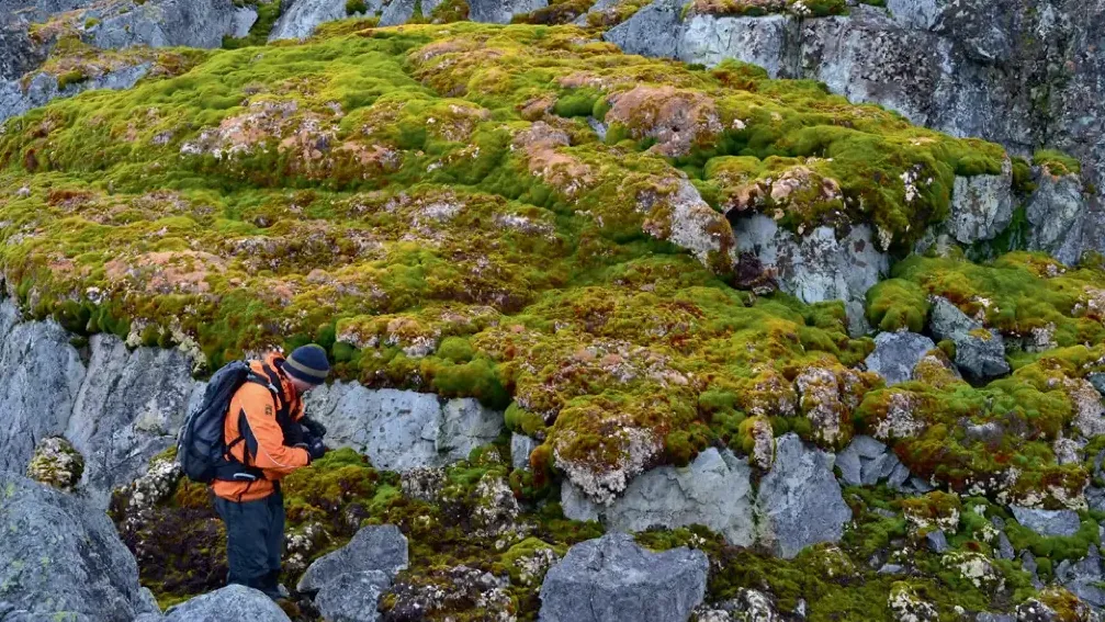 Moosbank auf den Felsen: Die Grünflächen haben sich in den vergangenen Jahrzehnten enorm vergrößert.