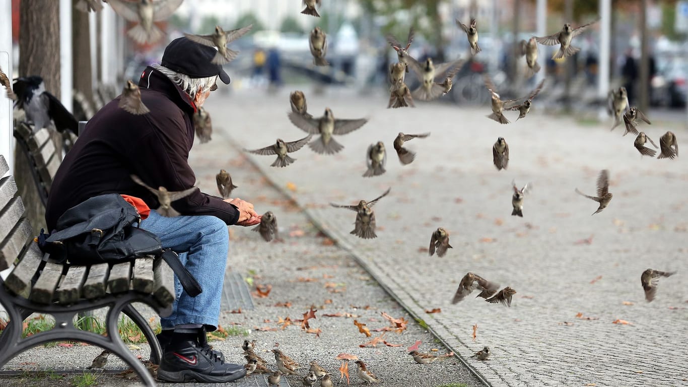 Spatzen in Berlin