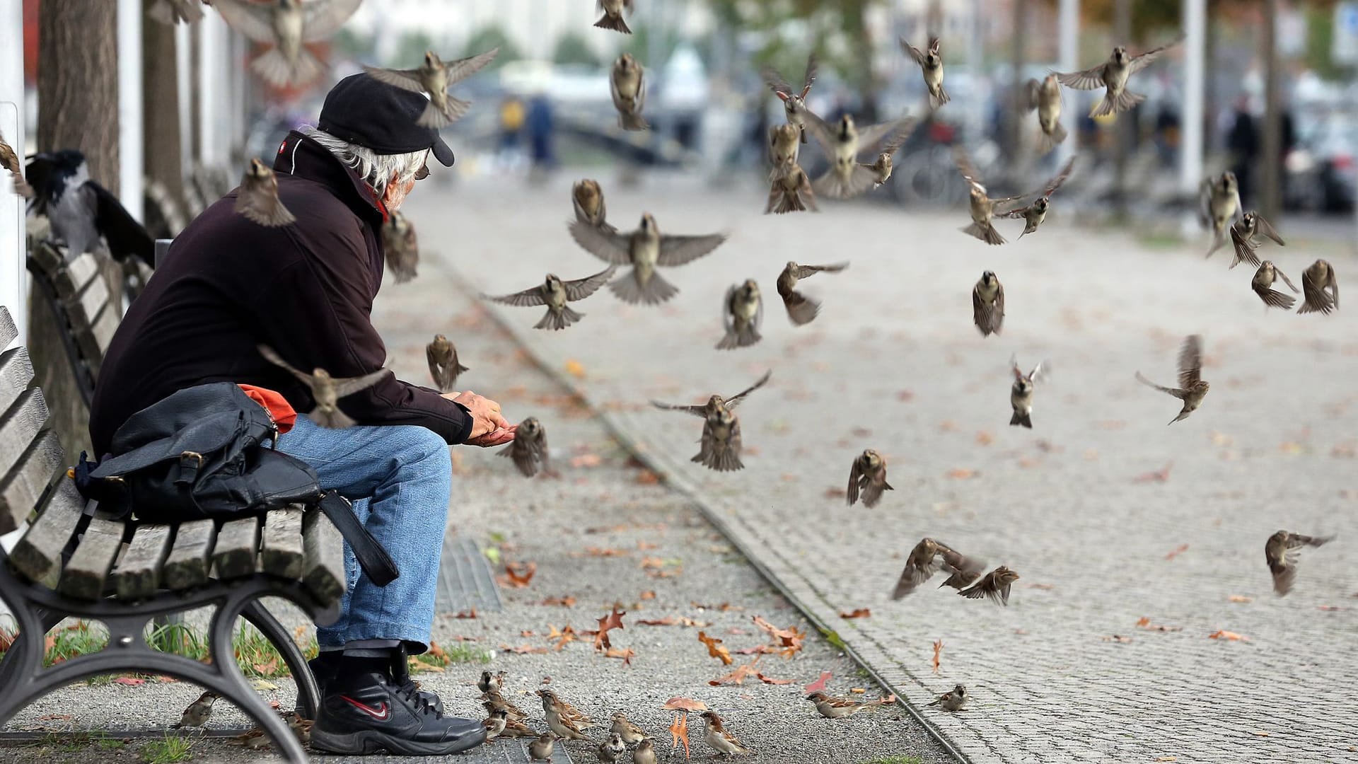 Spatzen in Berlin