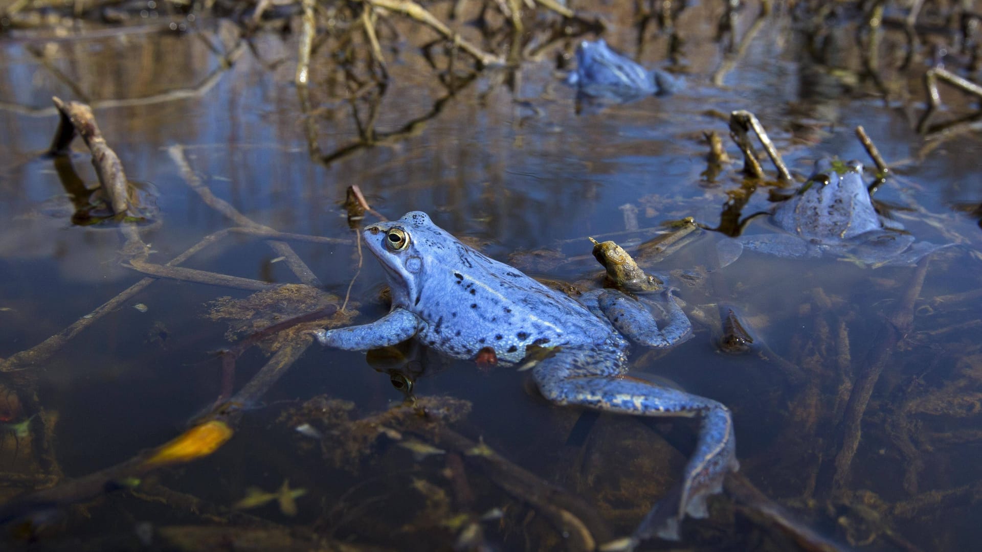 Ein seltenes Naturschauspiel: Der Moorfrosch zeigt seine blaue Farbe für wenige Tage im Frühjahr.