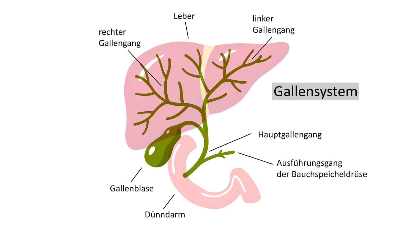 Illustration: Gallensystem