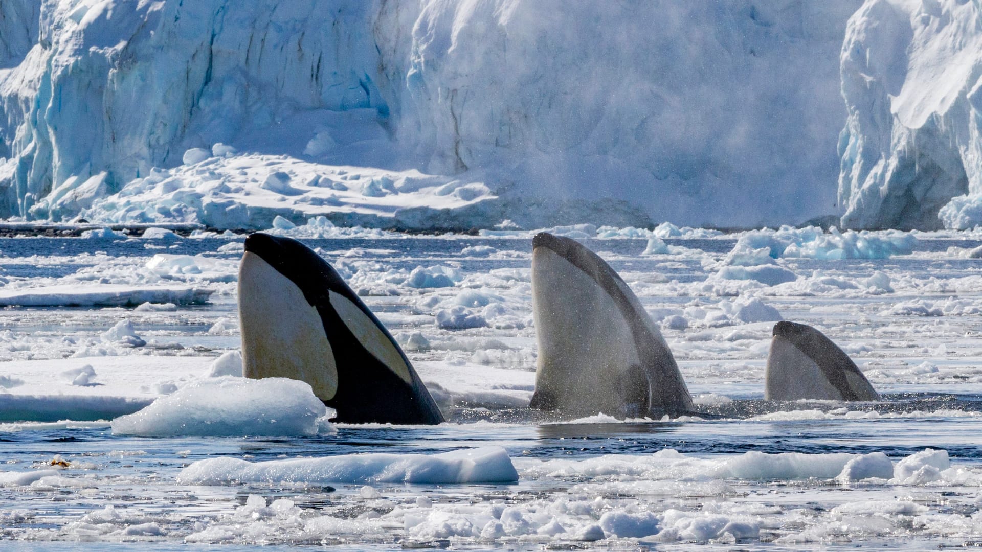 Orcas (Archivbild): Es handelt sich um soziale Tiere, die bestimmtes Verhalten weitergeben, was von Biologen als Anzeichen von Kultur gewertet wird.