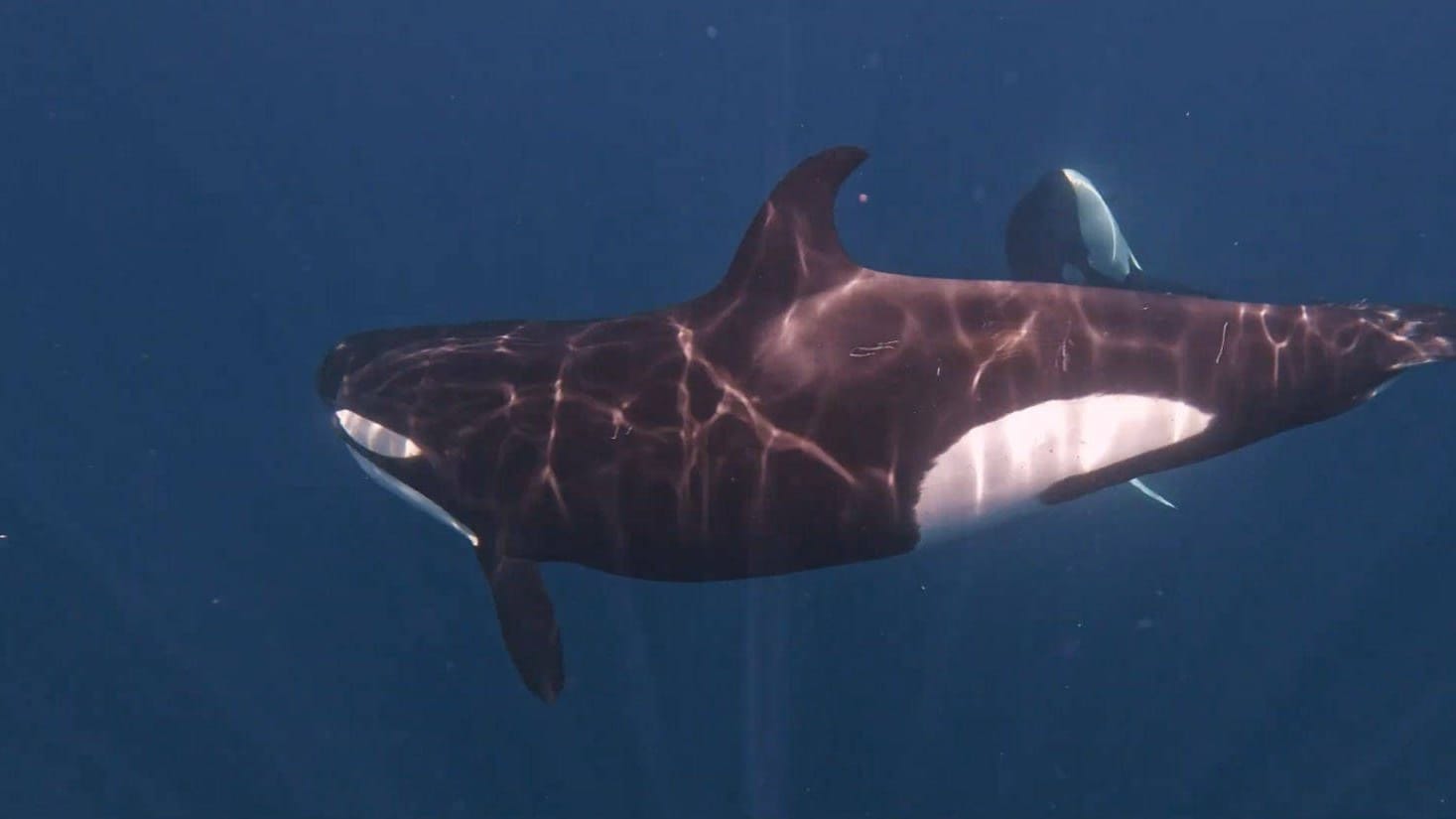 Ein Orca unter Wasser (Archivbild): Die Schwert- oder auch Killerwal genannten Tiere sind die größte heute vorkommende Art der Delfine.