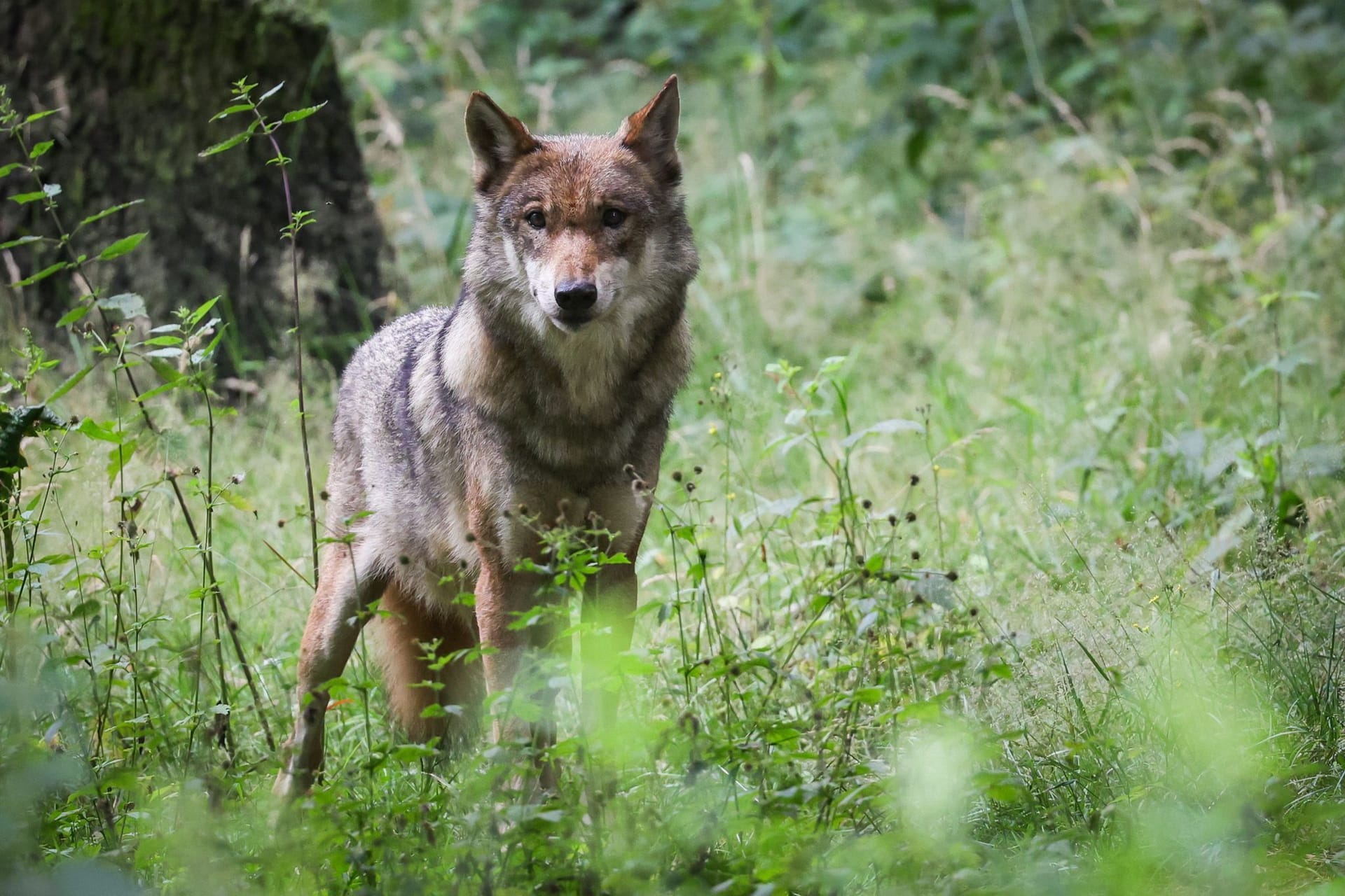 Wolf - Archivbild