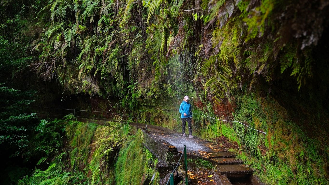 Wanderweg Levada do Rei: Hier lässt sich die Schönheit des Waldes erleben.