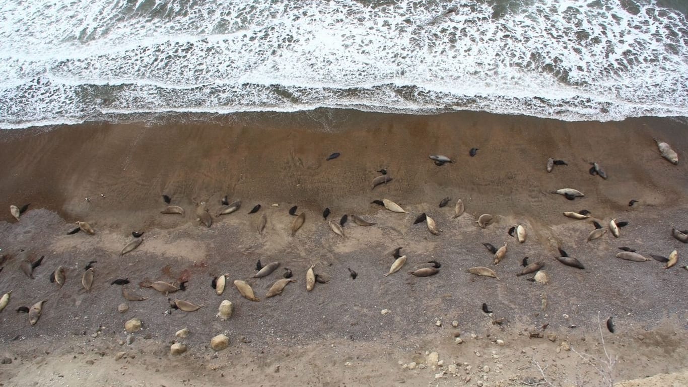 Vogelgrippe breitet sich unter See-Elefanten aus