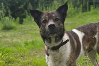 Milow sucht ein neues Zuhause: Der Akita-Mix lebt seit Juni 2024 im Tierheim Hannover.