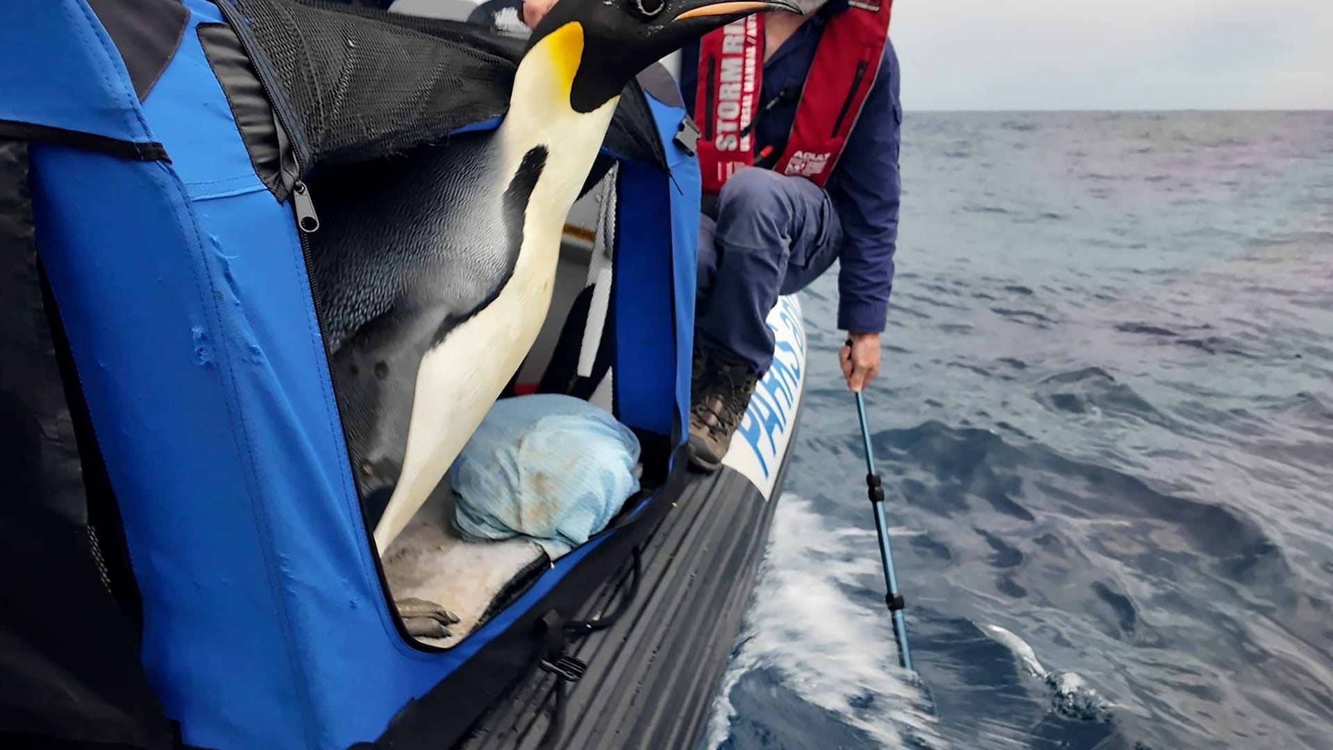 Gestrandeter Kaiserpinguin wieder zurück im Meer