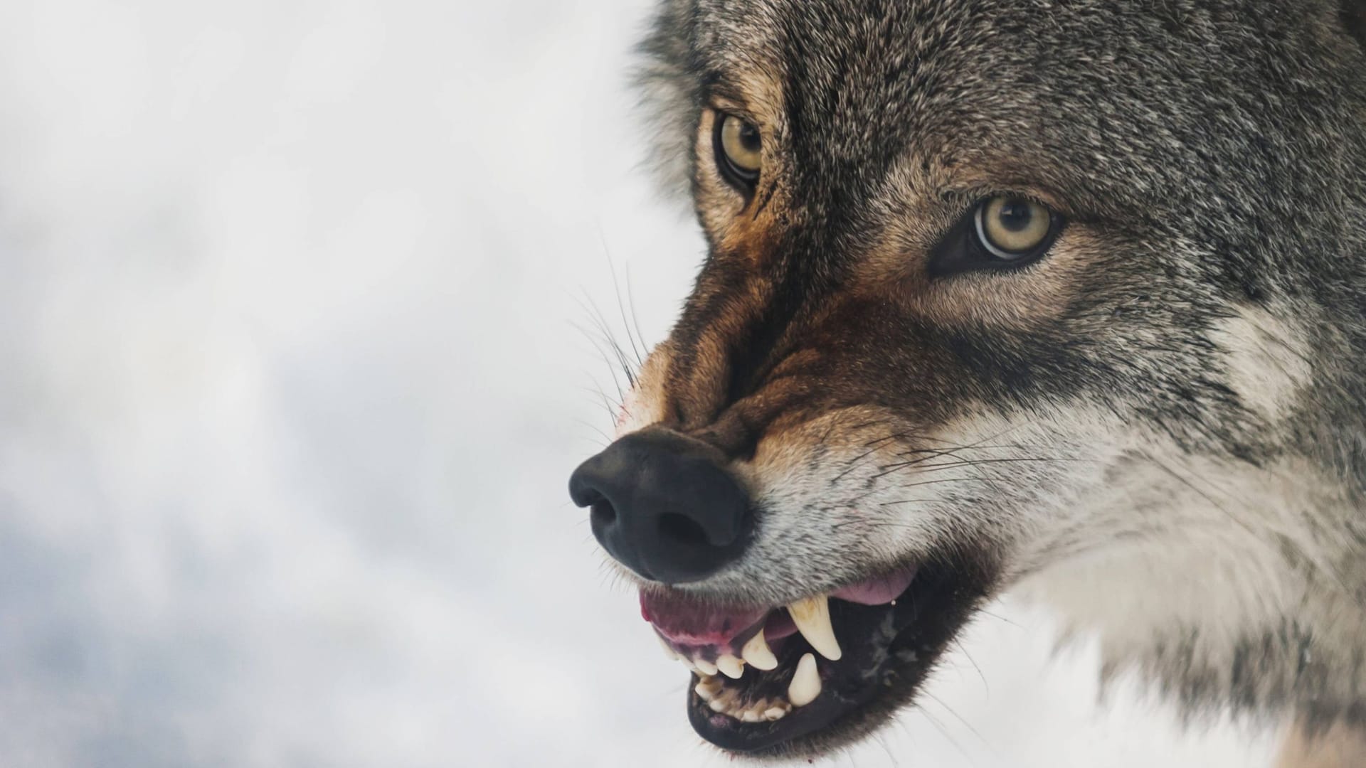 Ein Wolf fletscht die Zähne (Symbolbild).