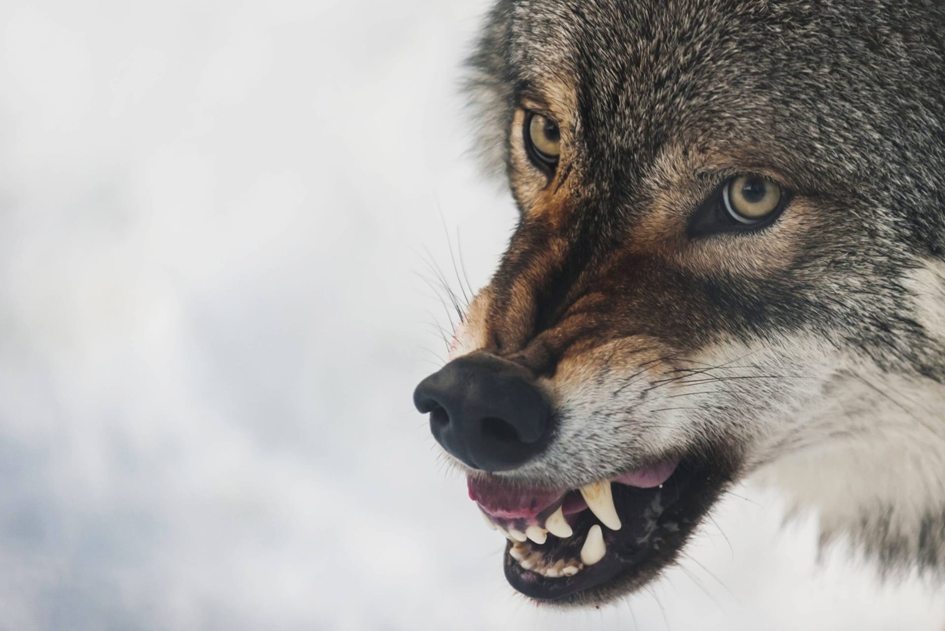 Ein Wolf fletscht die Zähne (Symbolbild).