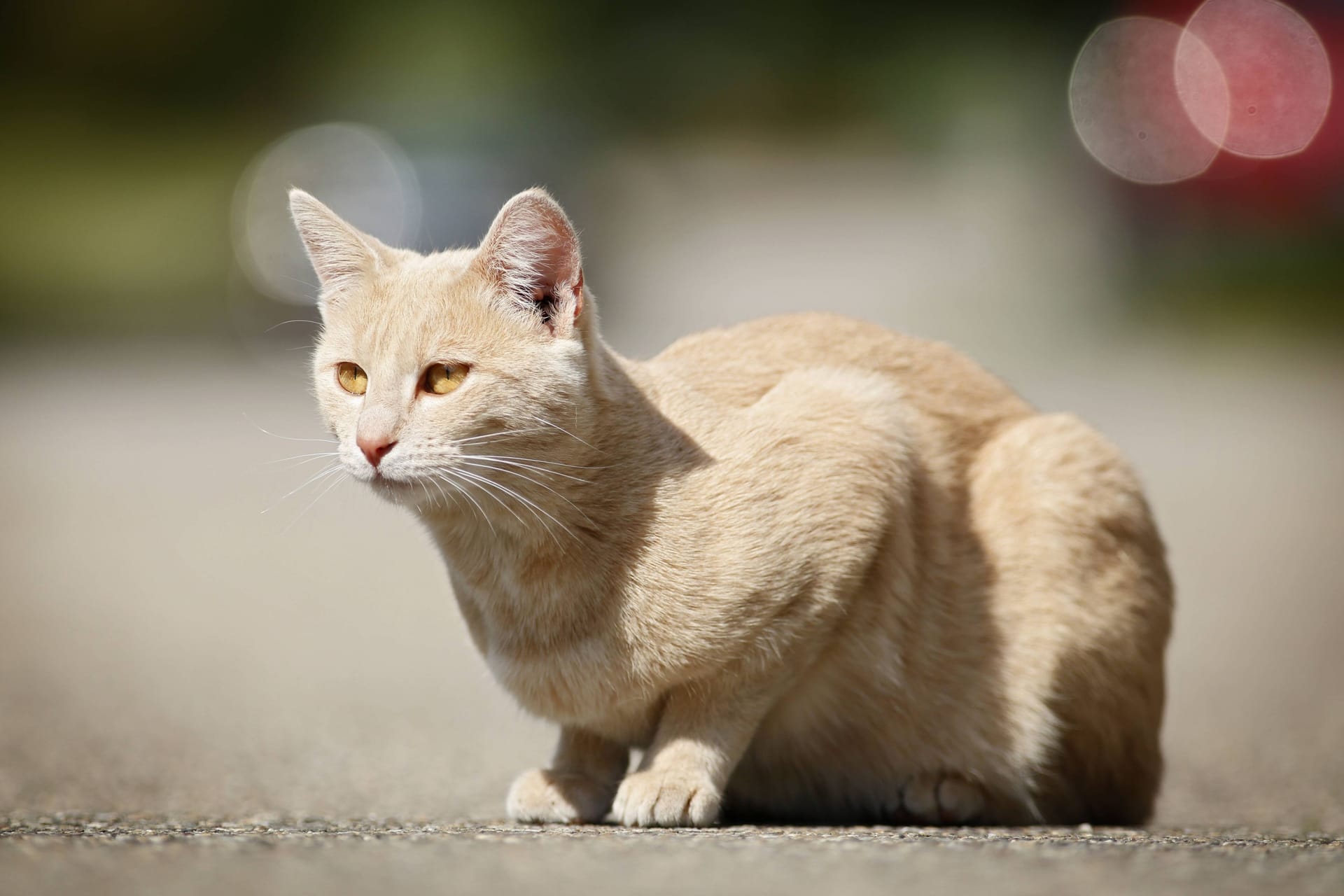 Hellrot getigerter Kater (Symbolbild): Die Immunschwächekrankheit FIV kann für Katzen durchaus gefährlich sein.