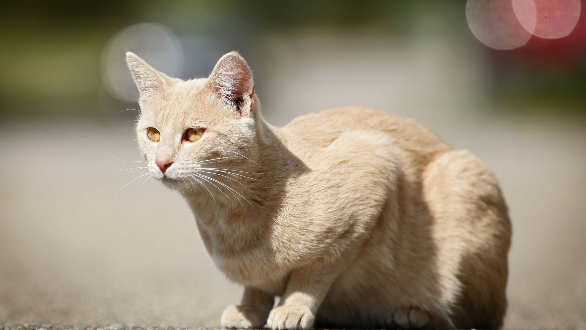 Hellrot getigerter Kater sonnt sich auf der Straße.