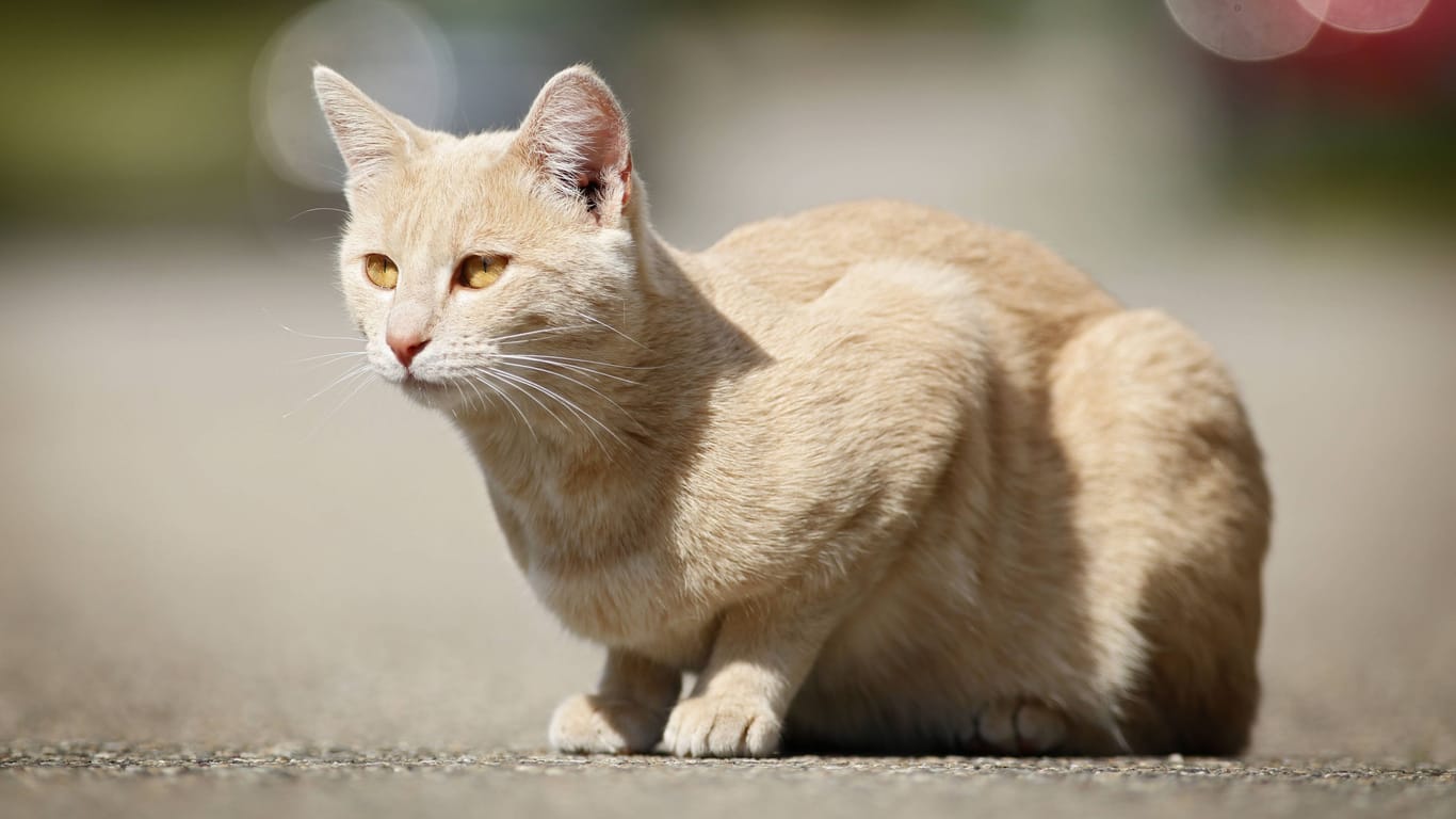 Hellrot getigerter Kater (Symbolbild): Die Immunschwächekrankheit FIV kann für Katzen durchaus gefährlich sein.