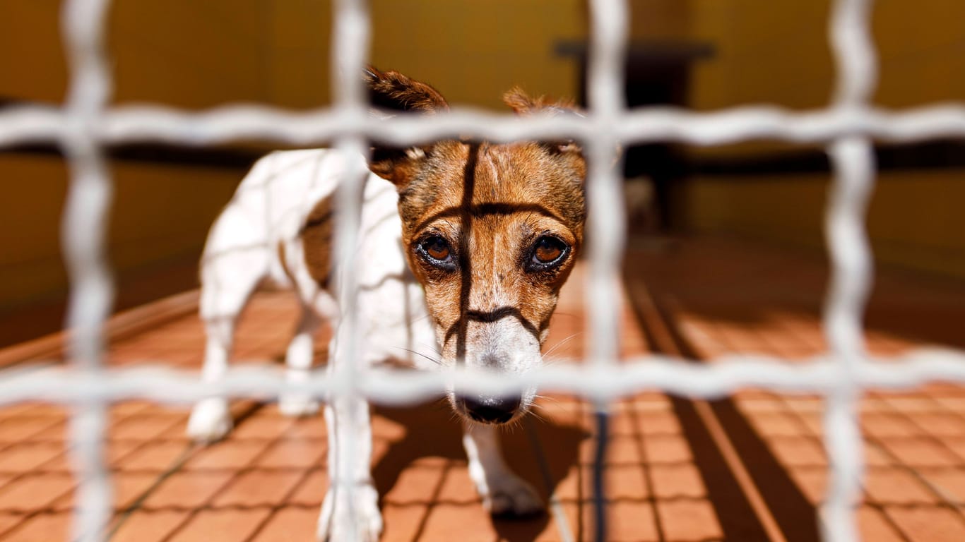 Hund in einem Tierheim (Symbolfoto): Immer wieder berichten Einrichtungen, die sich dem Tierwohl verpflichtet haben, von Besitzern, die schlecht mit ihren Tieren umgehen.