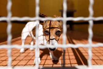 Hund in einem Tierheim (Symbolfoto): Immer wieder berichten Einrichtungen, die sich dem Tierwohl verpflichtet haben, von Besitzern, die schlecht mit ihren Tieren umgehen.