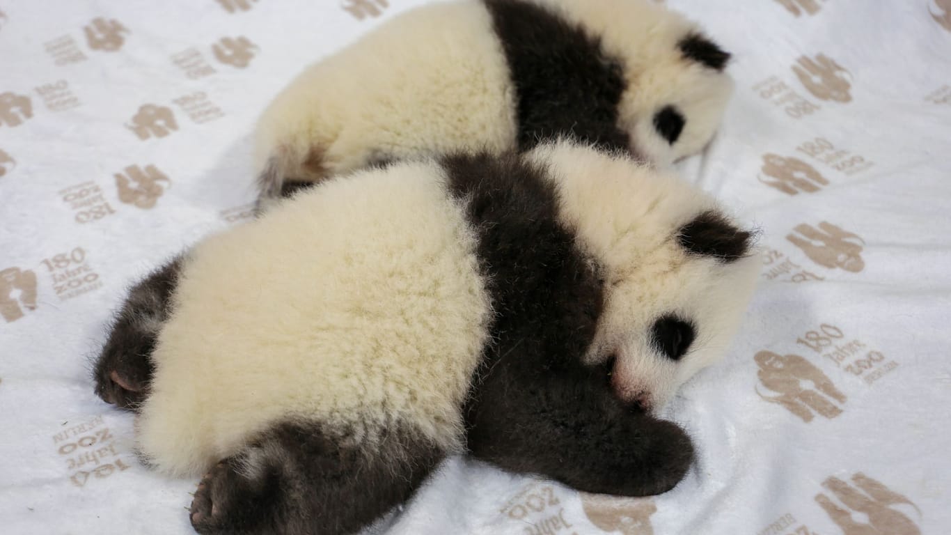 Panda-Zwillinge im Berliner Zoo