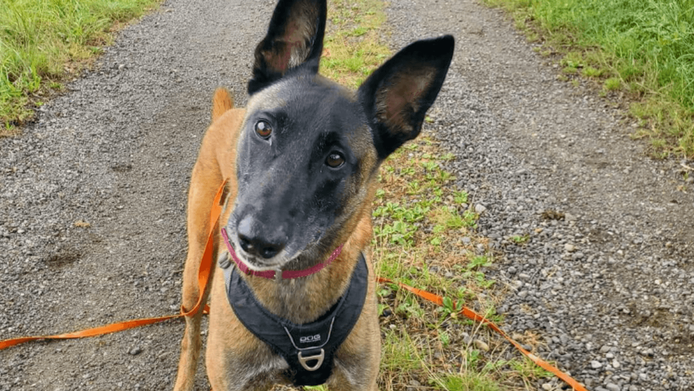 Rüde Slash sucht dringend ein Zuhause. Viel ist über den Hund nicht bekannt, nicht einmal sein Alter kann die Einrichtung einschätzen.