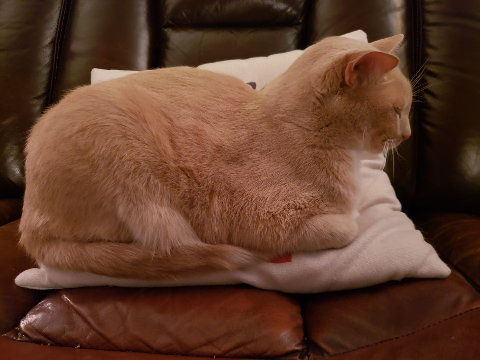 Cute Cream Tabby Cat Sitting in a Bread Loaf pose on a Pillow on a Leather Couch