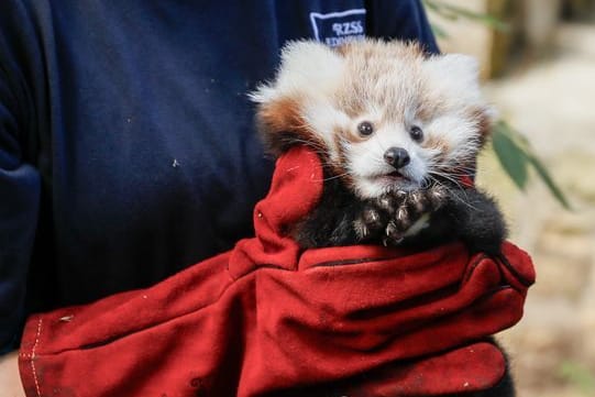 Panda Roxie (Archivbild): Der Rote Panda erstickte an seinem Erbrochenen.