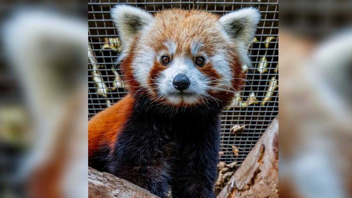 Der Rote Panda aus dem Dortmunder Zoo: Das entlaufene Tier ist nun zurückgekehrt.