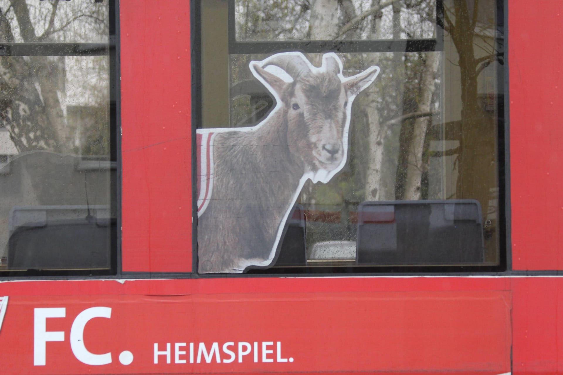 Straßenbahn der KVB im Look des 1. FC Köln (Archivbild): Auf Reddit tauschen sich Nutzer über ihre absurdesten Fahrten aus.