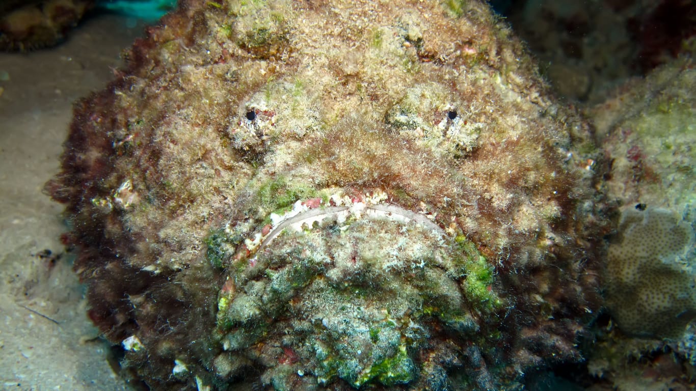 Stonefish (Synanceia verrucosa). Taking in Red Sea, Egypt.