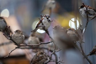 Spatzen auf Baum