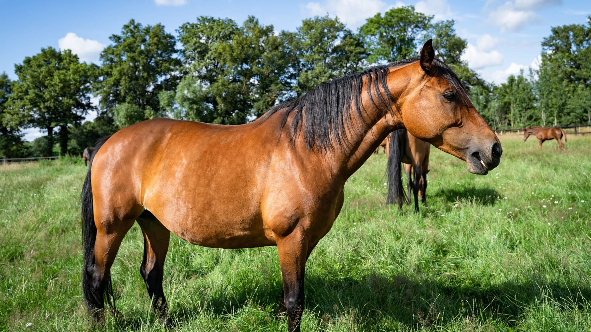 Ein Pferd der Rasse Hannoveraner (Symbolbild): Die Stute war plötzlich nicht mehr im Stall.