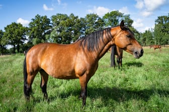 Ein Pferd der Rasse Hannoveraner (Symbolbild): Die Stute war plötzlich nicht mehr im Stall.