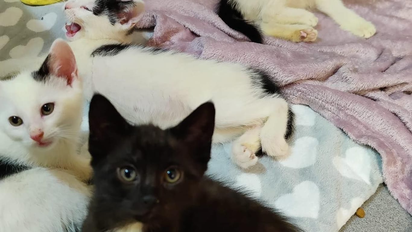 Die geretteten Katzenbabys: Nicht alle von ihnen kamen durch.