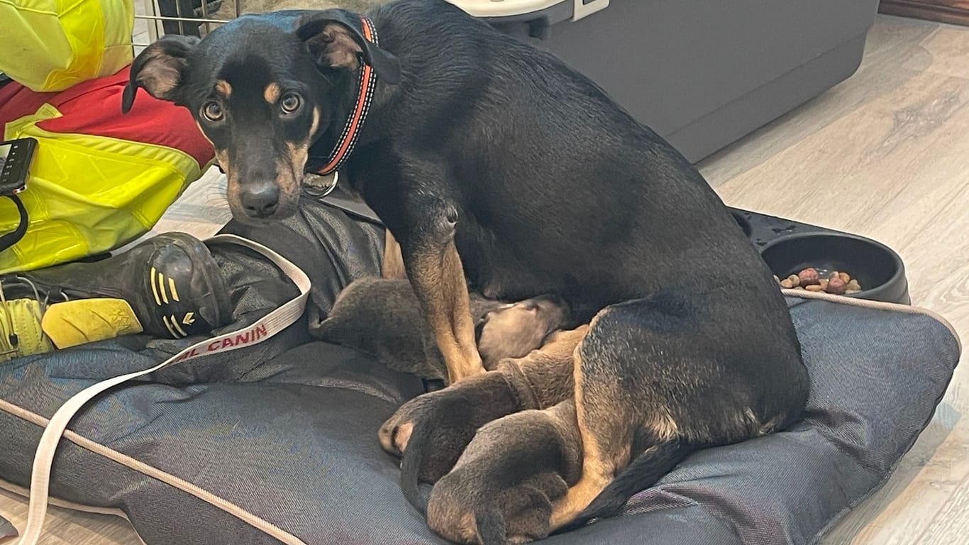 Die Tierrettung Essen musste am Montag diese Hündin und ihre Welpen versorgen. Die Halter der Tiere hatten versucht, sie mit einer perfiden Lüge loszuwerden.