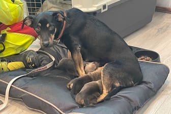 Die Tierrettung Essen musste am Montag diese Hündin und ihre Welpen versorgen. Die Halter der Tiere hatten versucht, sie mit einer perfiden Lüge loszuwerden.