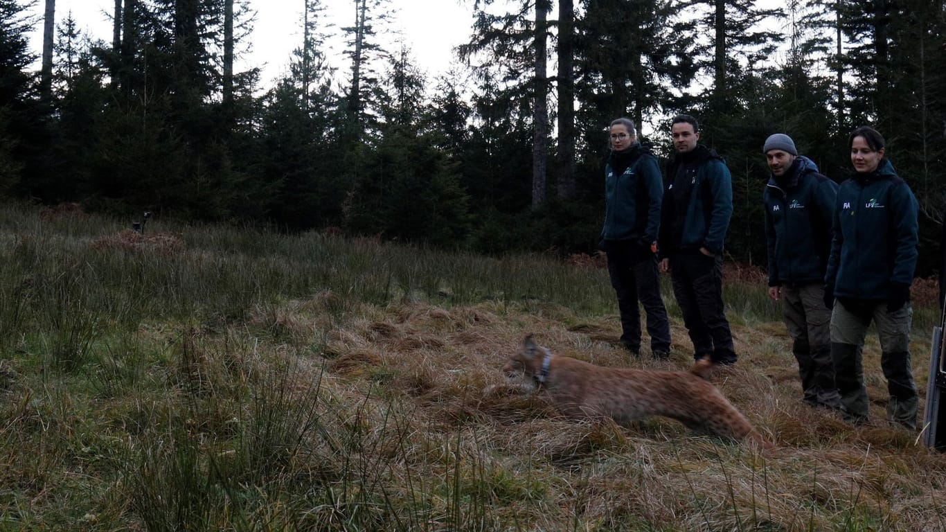 Nach Tod von Luchsin Finja - Katze «Verena» ausgewildert