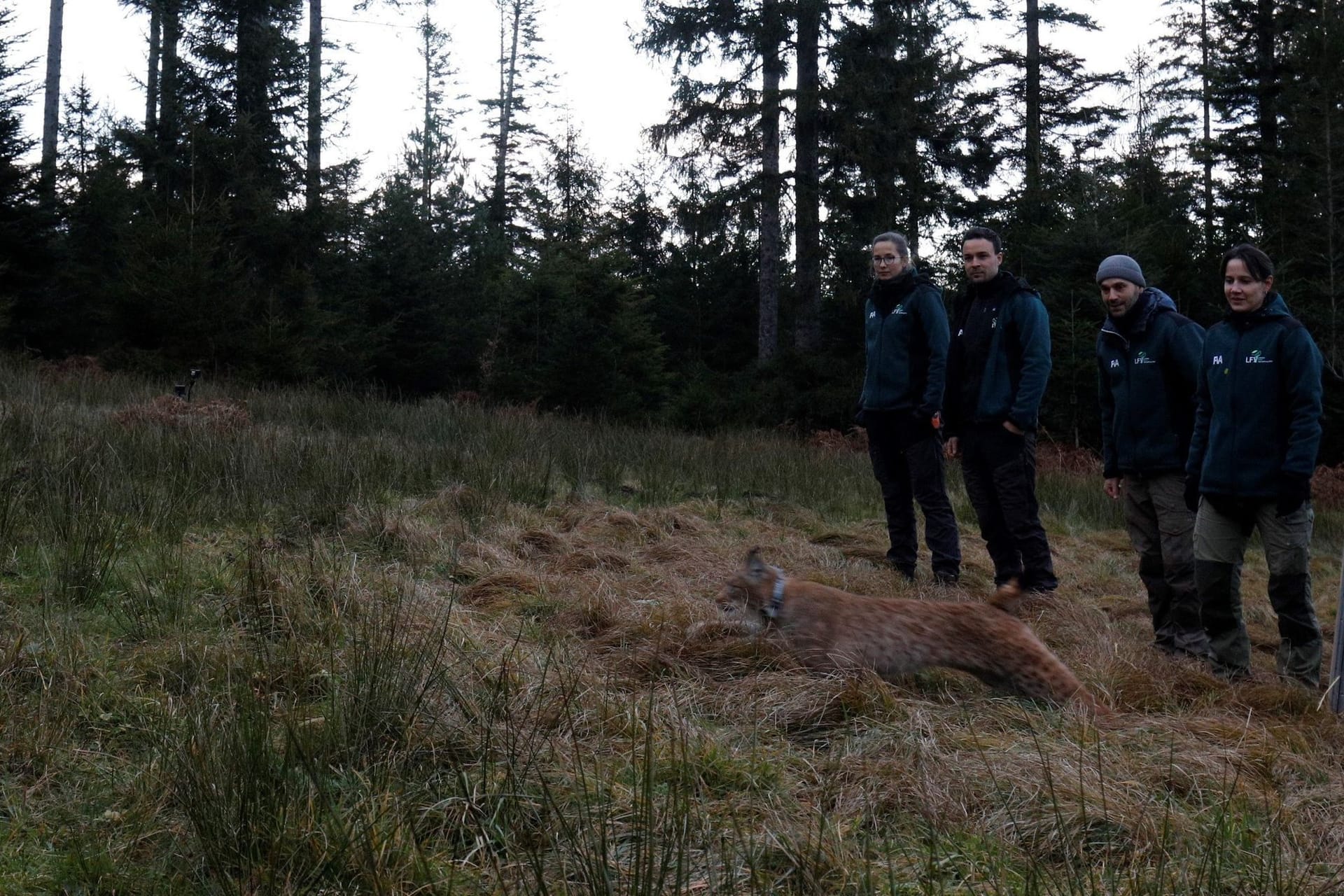 Nach Tod von Luchsin Finja - Katze «Verena» ausgewildert