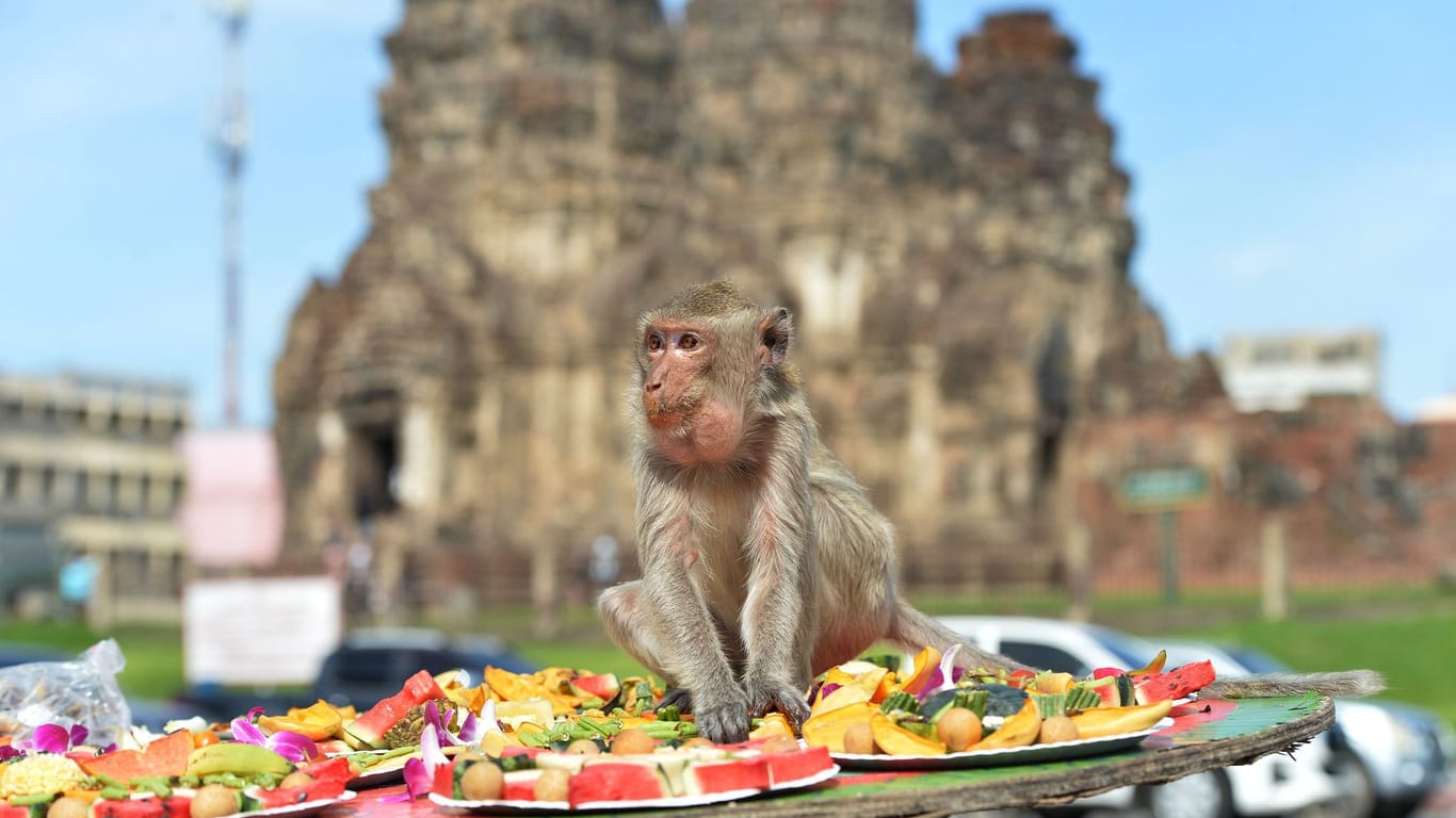 Festmahl für Affen in Thailand - Lopburi Monkey Festival