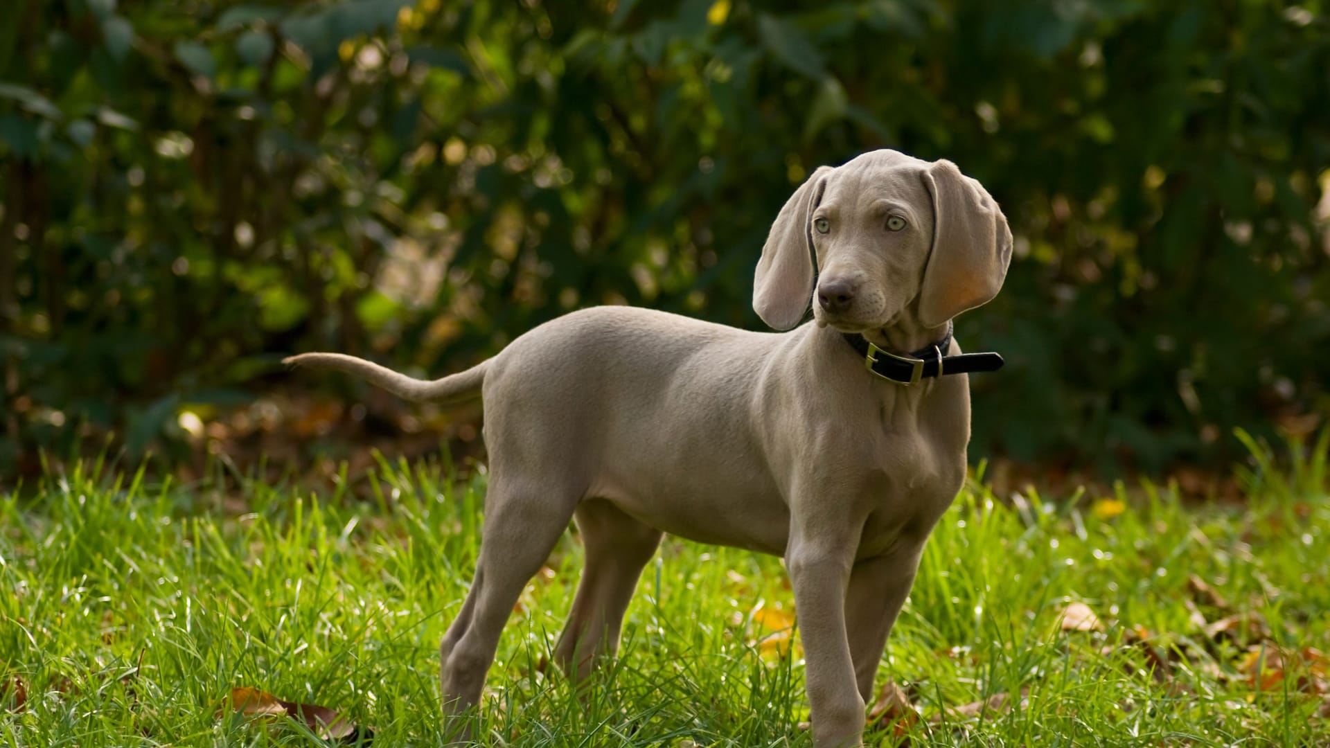 Ein Weimaraner (Symbolbild): Diese Hunde haben von Natur aus eine graue Fellfarbe.