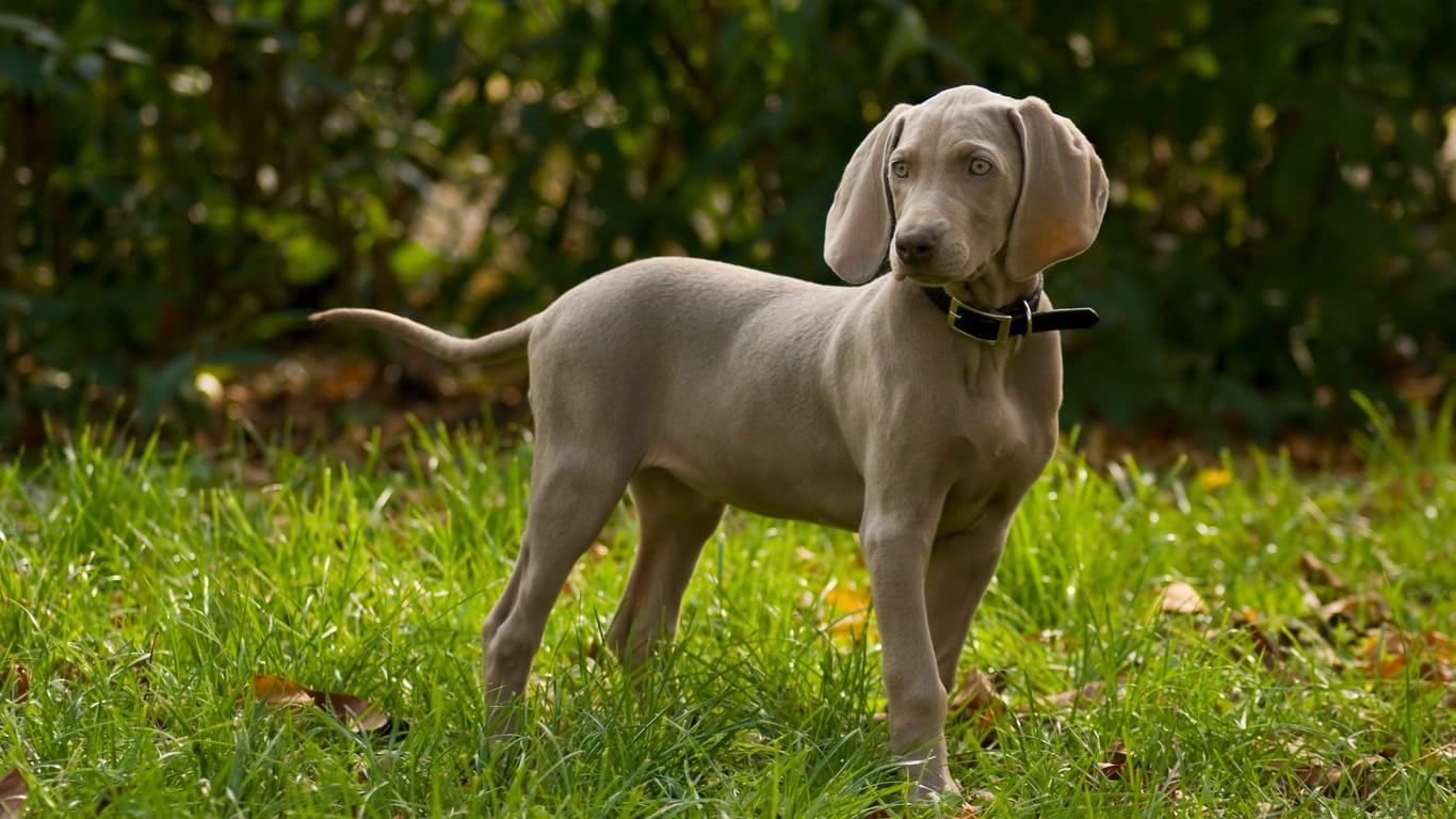 Ein Weimaraner (Symbolbild): Diese Hunde haben von Natur aus eine graue Fellfarbe.