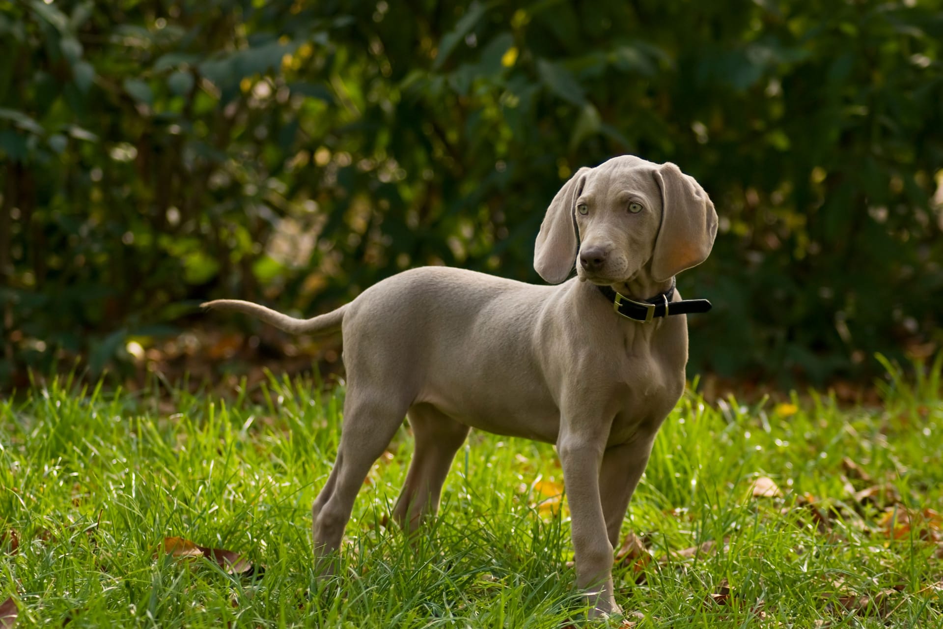 Ein Weimaraner (Symbolbild): Diese Hunde haben von Natur aus eine graue Fellfarbe.