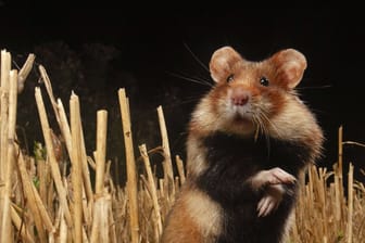 Ein Hamster (Symbolbild): In einem Flugzeug brachen 132 der Tiere aus.